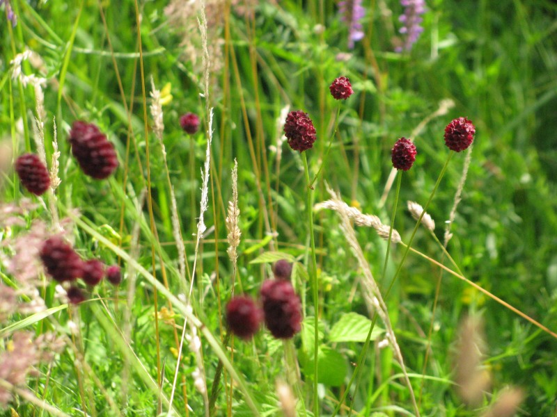 Wiesenknopfkraut konventionell